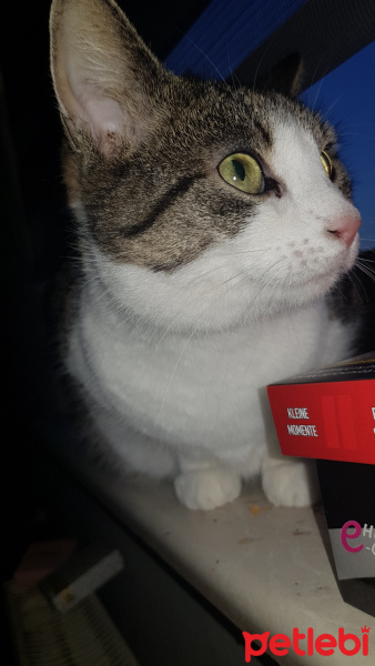 Tekir Kedi, Kedi  Suzi fotoğrafı