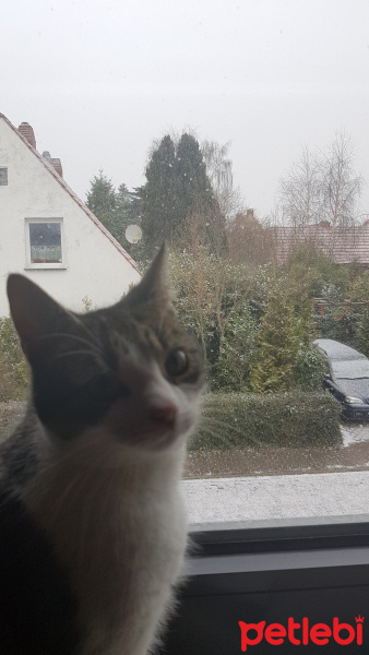 Tekir Kedi, Kedi  Suzi fotoğrafı