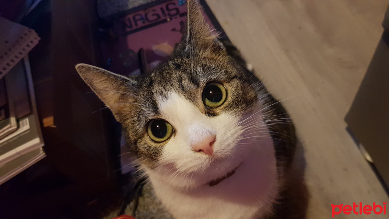 Tekir Kedi, Kedi  Suzi fotoğrafı