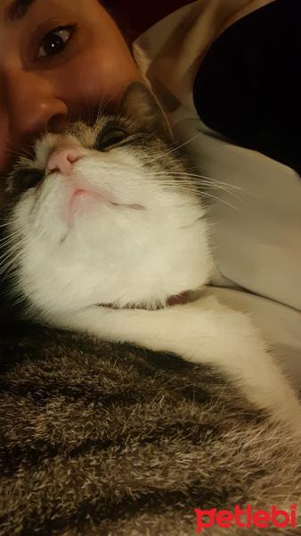 Tekir Kedi, Kedi  Suzi fotoğrafı