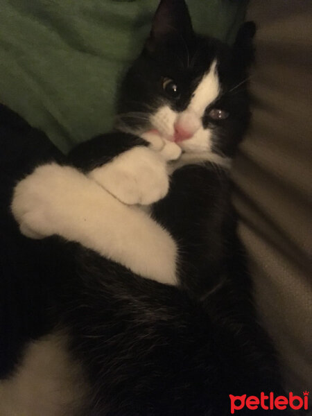 Tuxedo (Smokin) Kedi, Kedi  Pepe fotoğrafı