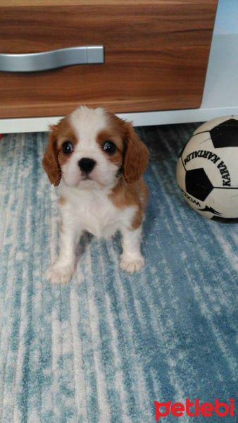Cavalier King Charles Spanieli, Köpek  SEZAR fotoğrafı