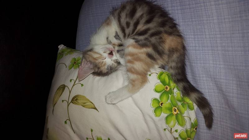 Tekir Kedi, Kedi  vişne fotoğrafı