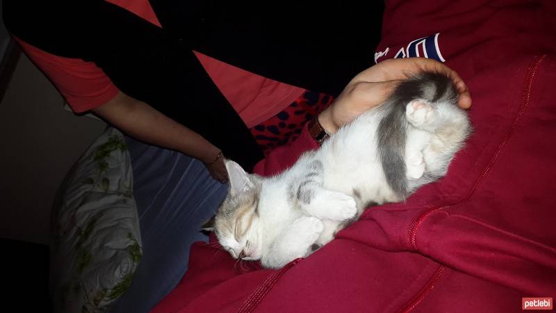 Tekir Kedi, Kedi  vişne fotoğrafı