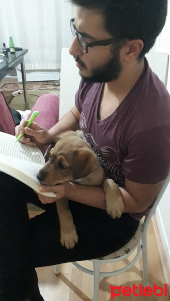 Rottweiler, Köpek  Escobar fotoğrafı