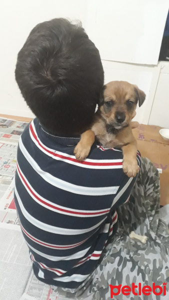 Rottweiler, Köpek  Escobar fotoğrafı