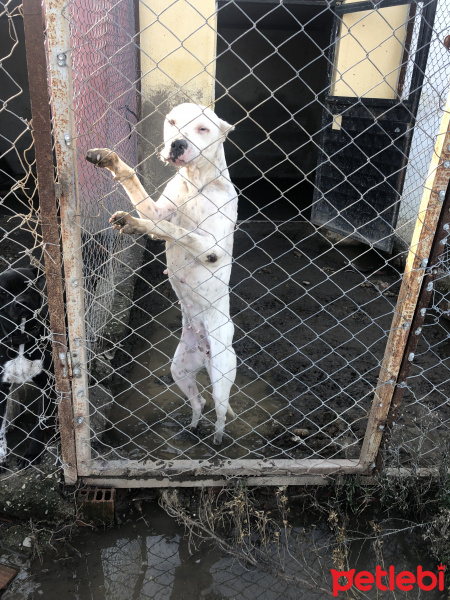 Dogo Arjantin, Köpek  Zeyna fotoğrafı