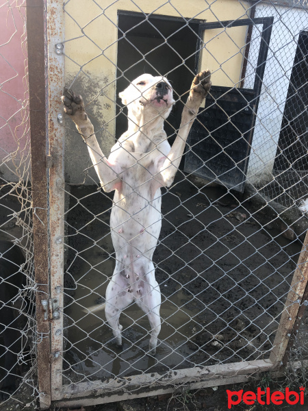 Dogo Arjantin, Köpek  Zeyna fotoğrafı