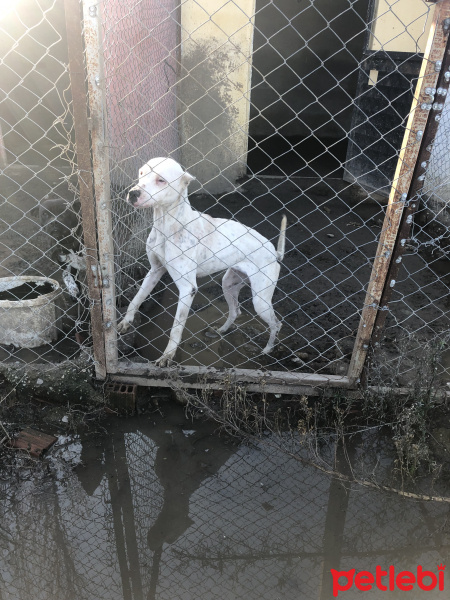 Dogo Arjantin, Köpek  Zeyna fotoğrafı