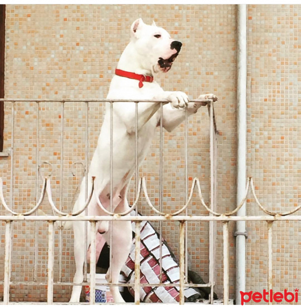 Dogo Arjantin, Köpek  Zeyna fotoğrafı