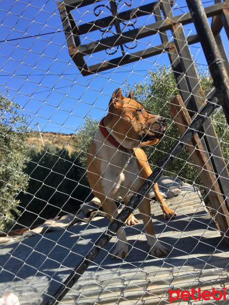 Amerikan Pitbull Terrier, Köpek  Cino fotoğrafı