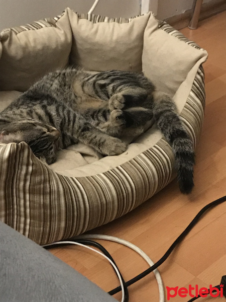 Tekir Kedi, Kedi  İnci fotoğrafı