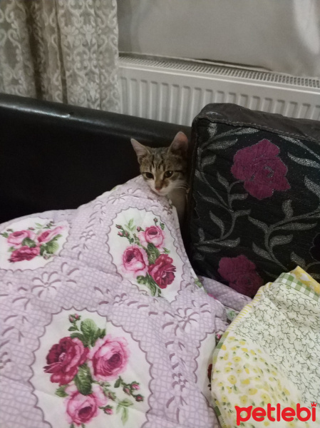 Tekir Kedi, Kedi  Adı yok yavru fotoğrafı