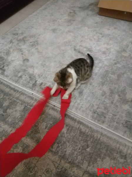 Tekir Kedi, Kedi  Adı yok yavru fotoğrafı