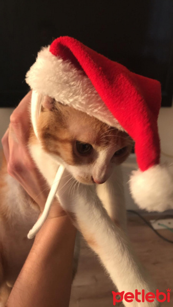 Tekir Kedi, Kedi  Venus fotoğrafı
