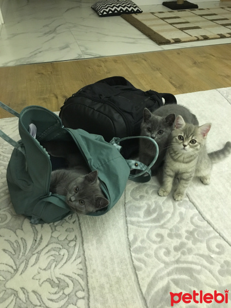 British Shorthair, Kedi  Şirin-Çakıl-Ceku fotoğrafı