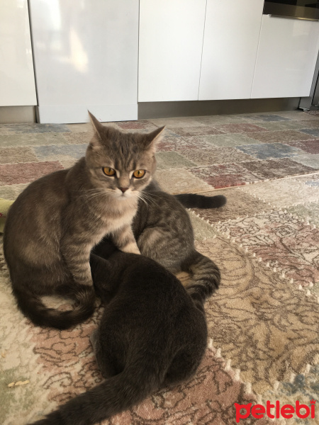 British Shorthair, Kedi  Şirin-Çakıl-Ceku fotoğrafı