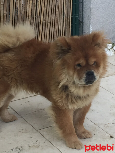 Chow Chow (çin Aslanı), Köpek  Lucky fotoğrafı