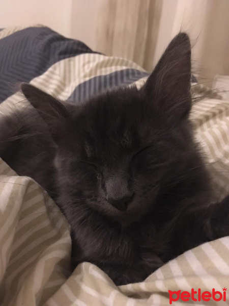 Tekir Kedi, Kedi  Papa fotoğrafı