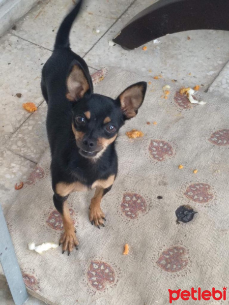 Chihuahua, Köpek  Karabiber fotoğrafı