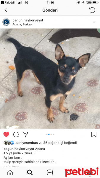 Chihuahua, Köpek  Karabiber fotoğrafı