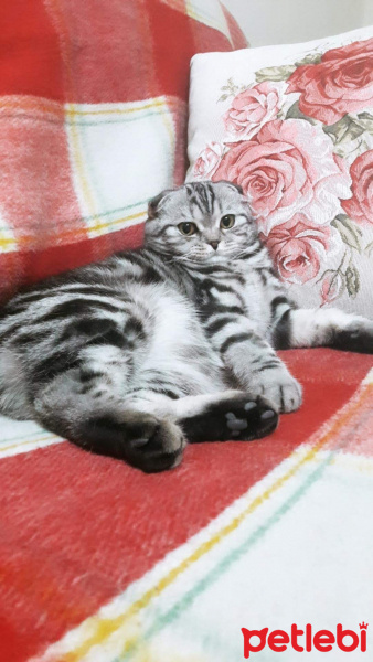Scottish Fold, Kedi  Pırıl fotoğrafı
