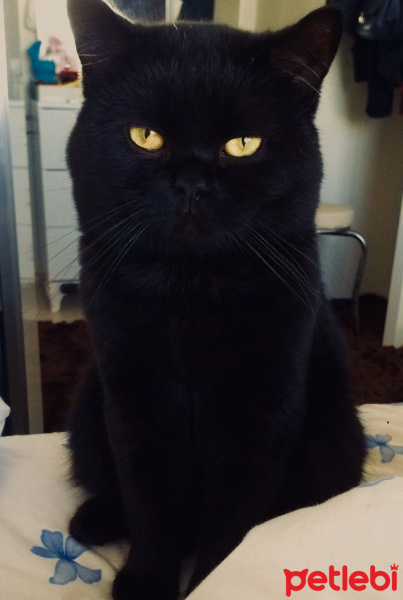 British Shorthair, Kedi  Badem fotoğrafı