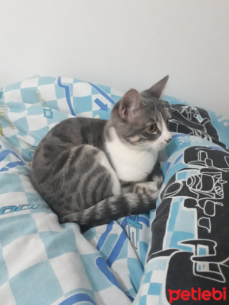 Tekir Kedi, Kedi  Şehrazat fotoğrafı