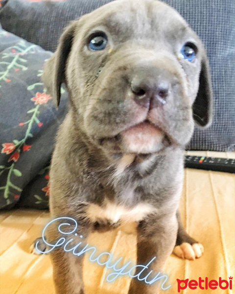 Cane Corso Italiano, Köpek  Venüs fotoğrafı