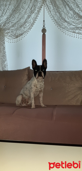 Fransız Bulldog, Köpek  Ares fotoğrafı