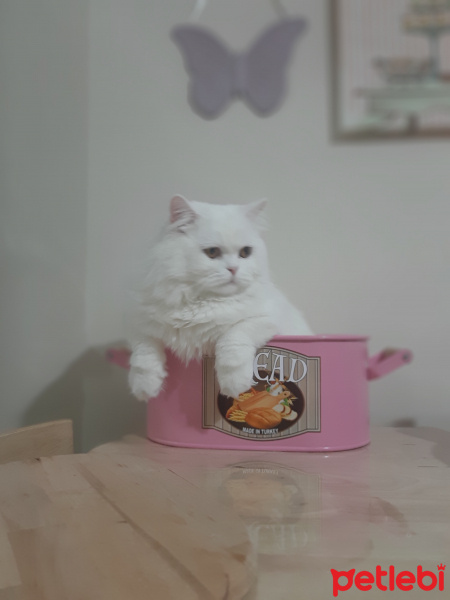 Chinchilla, Kedi  Eros fotoğrafı