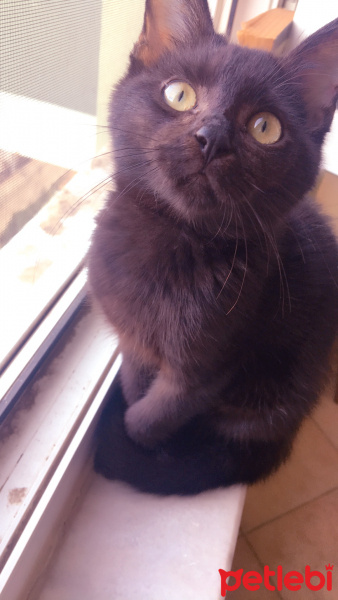 Tekir Kedi, Kedi  Nunuş fotoğrafı
