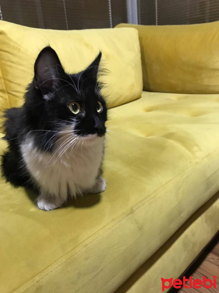 Tuxedo (Smokin) Kedi, Kedi  Çarşı fotoğrafı