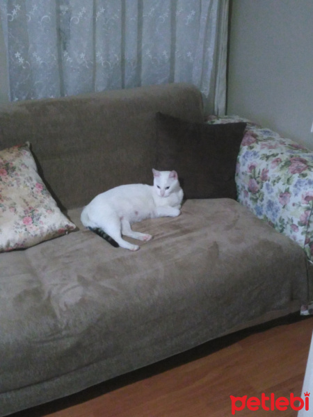 Ankara Kedisi, Kedi  Pamuk fotoğrafı