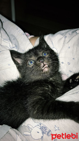 Tekir Kedi, Kedi  Gece fotoğrafı