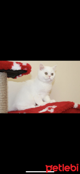 British Shorthair, Kedi  Ponçik fotoğrafı