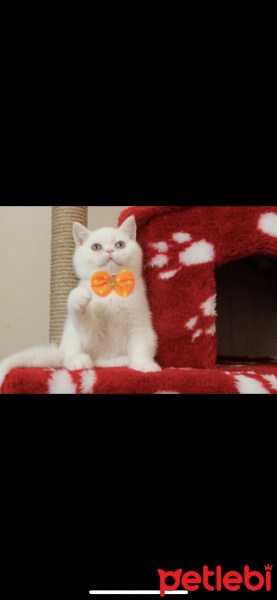 British Shorthair, Kedi  Ponçik fotoğrafı