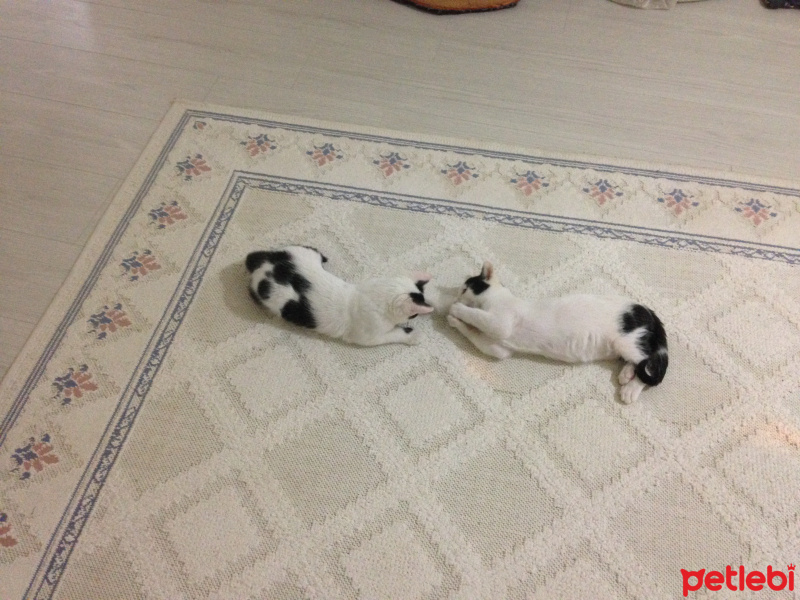 Tekir Kedi, Kedi  Paşa fotoğrafı