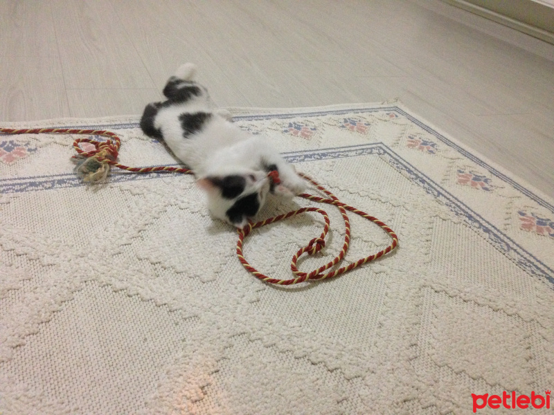 Tekir Kedi, Kedi  Paşa fotoğrafı