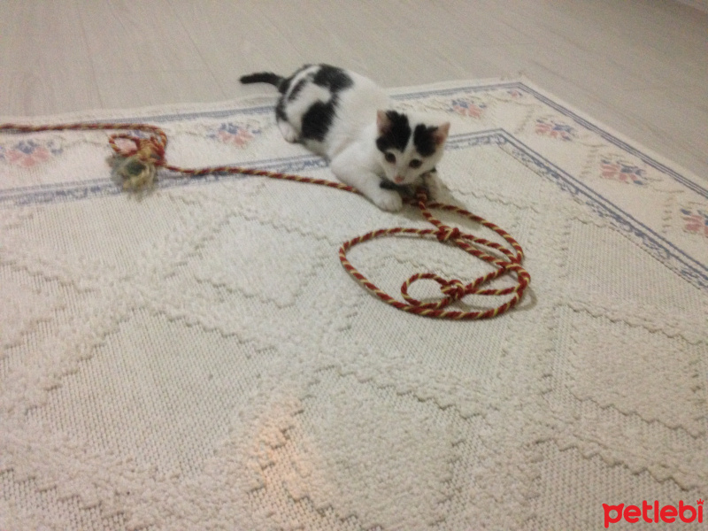 Tekir Kedi, Kedi  Paşa fotoğrafı