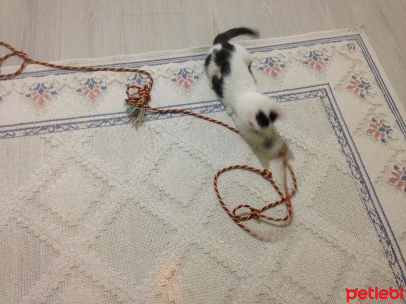 Tekir Kedi, Kedi  Paşa fotoğrafı