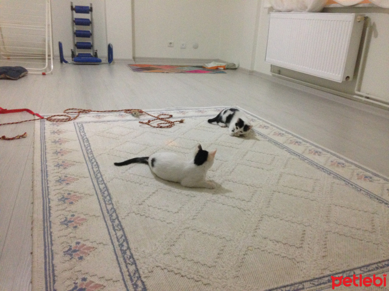 Tekir Kedi, Kedi  Paşa fotoğrafı