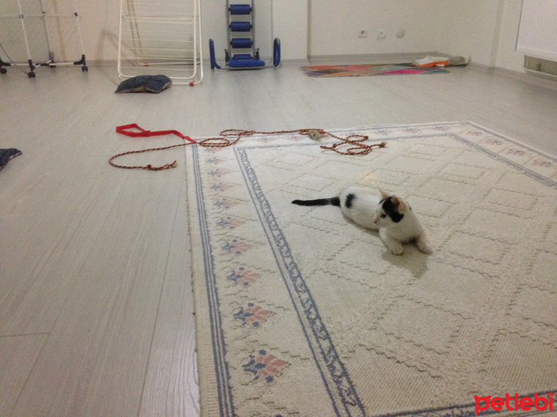 Tekir Kedi, Kedi  Paşa fotoğrafı