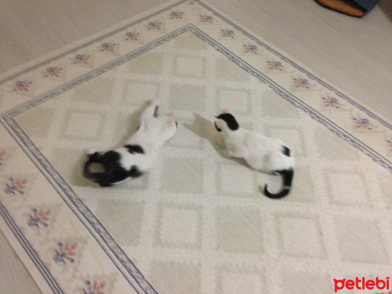 Tekir Kedi, Kedi  Paşa fotoğrafı
