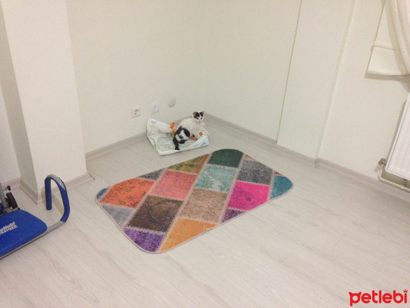 Tekir Kedi, Kedi  Paşa fotoğrafı