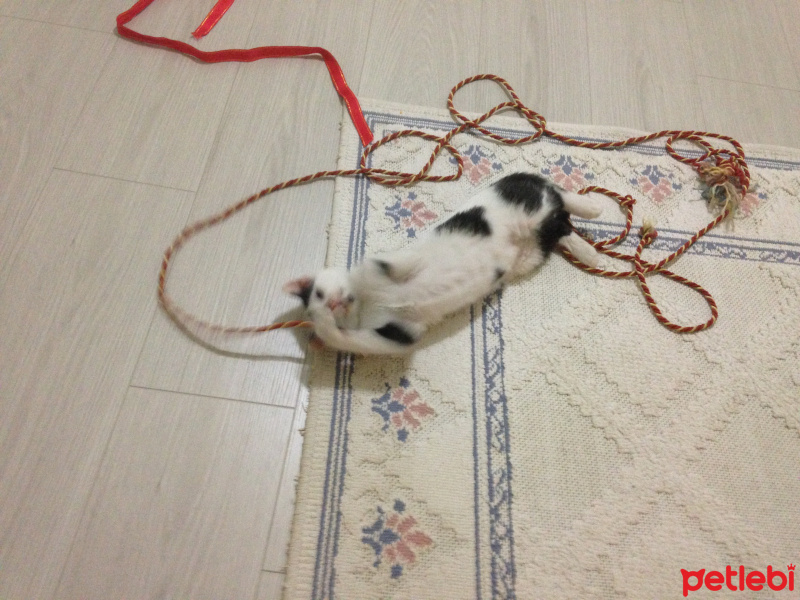 Tekir Kedi, Kedi  Paşa fotoğrafı