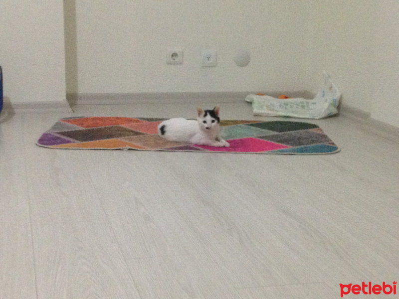 Tekir Kedi, Kedi  Paşa fotoğrafı