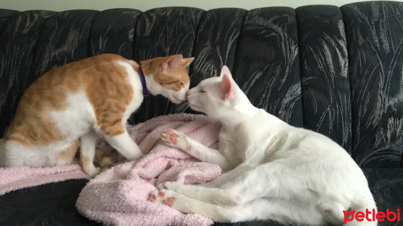 Van Kedisi, Kedi  Behlül fotoğrafı