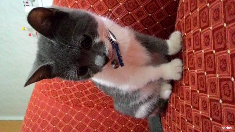 Scottish Fold, Kedi  Gandi fotoğrafı