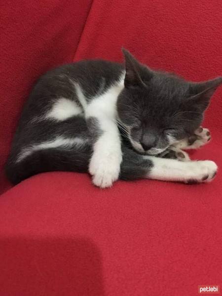 Scottish Fold, Kedi  Gandi fotoğrafı